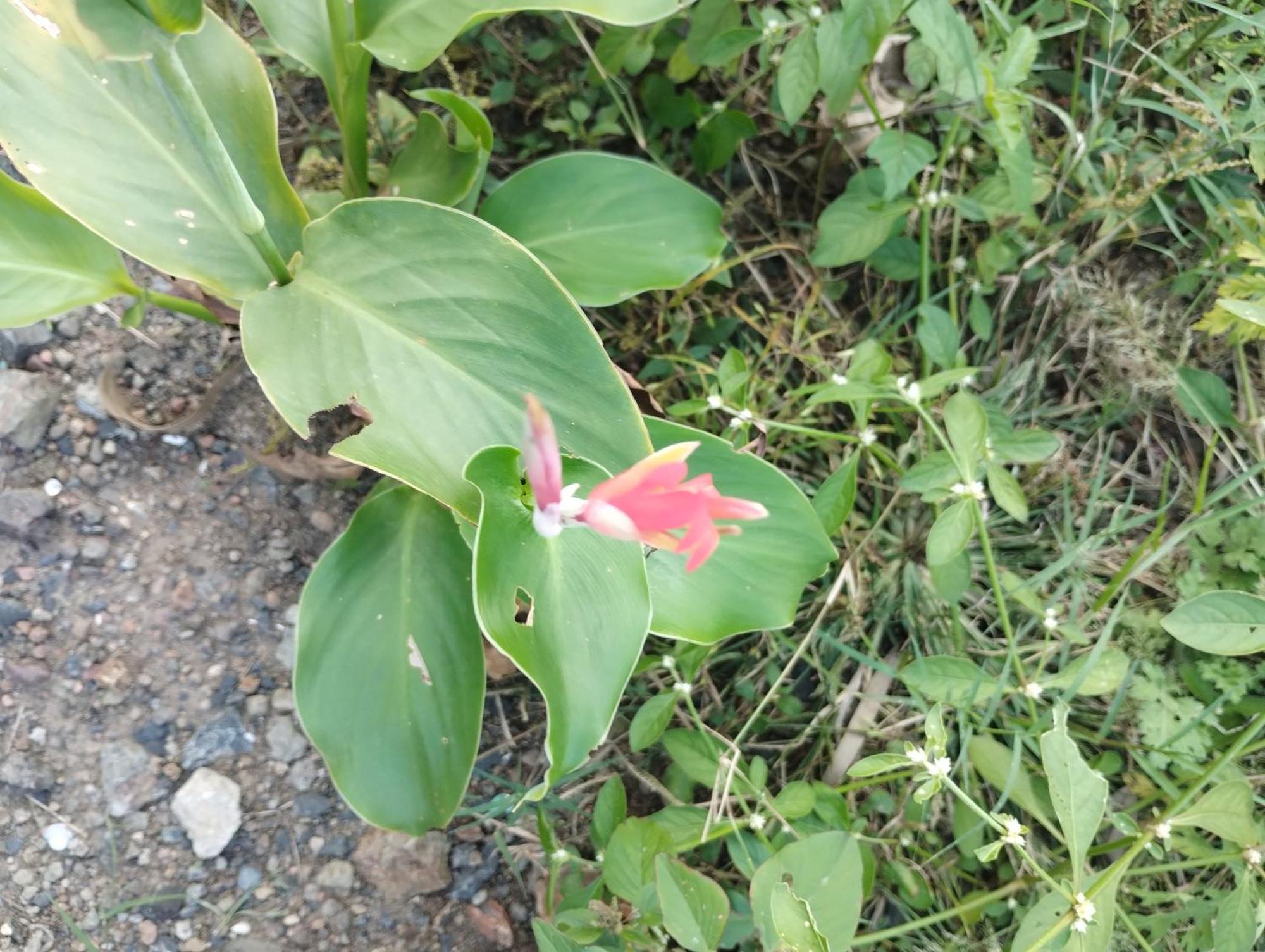 Farm stay Sandipnee *